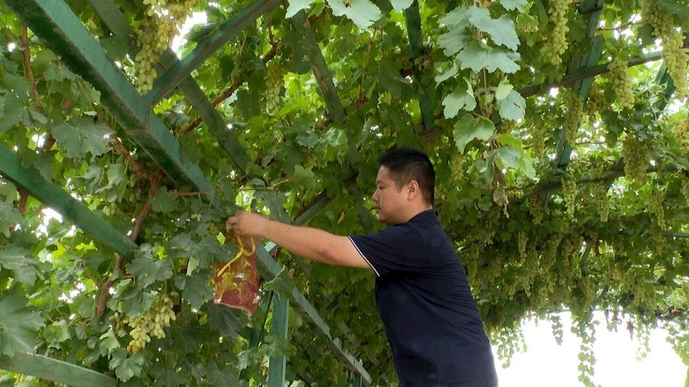 習近平總書記在新疆的重要講話精神在第一師一團引起熱烈反響