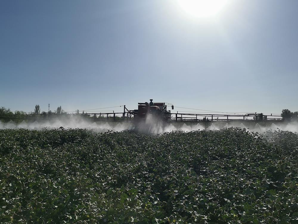 五團沙河鎮召開棉花脫葉劑噴施現場會