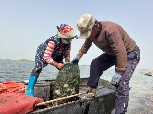 【鄉村振興】十二團4連金秋螃蟹迎豐收