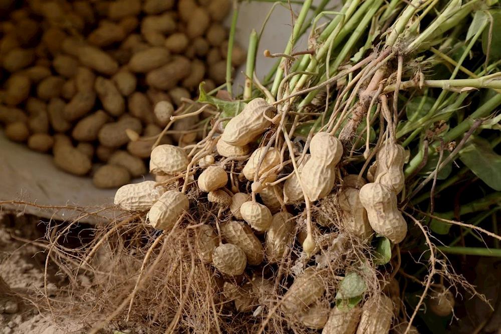 小花生大豐收 結出致富“金豆豆”