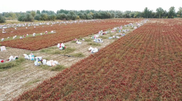 【豐收季】十二團(tuán)28連辣椒喜豐收，農(nóng)民采摘忙