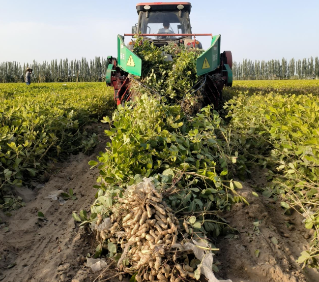 十二團(tuán)12連七百畝花生喜豐收創(chuàng)師市高產(chǎn)