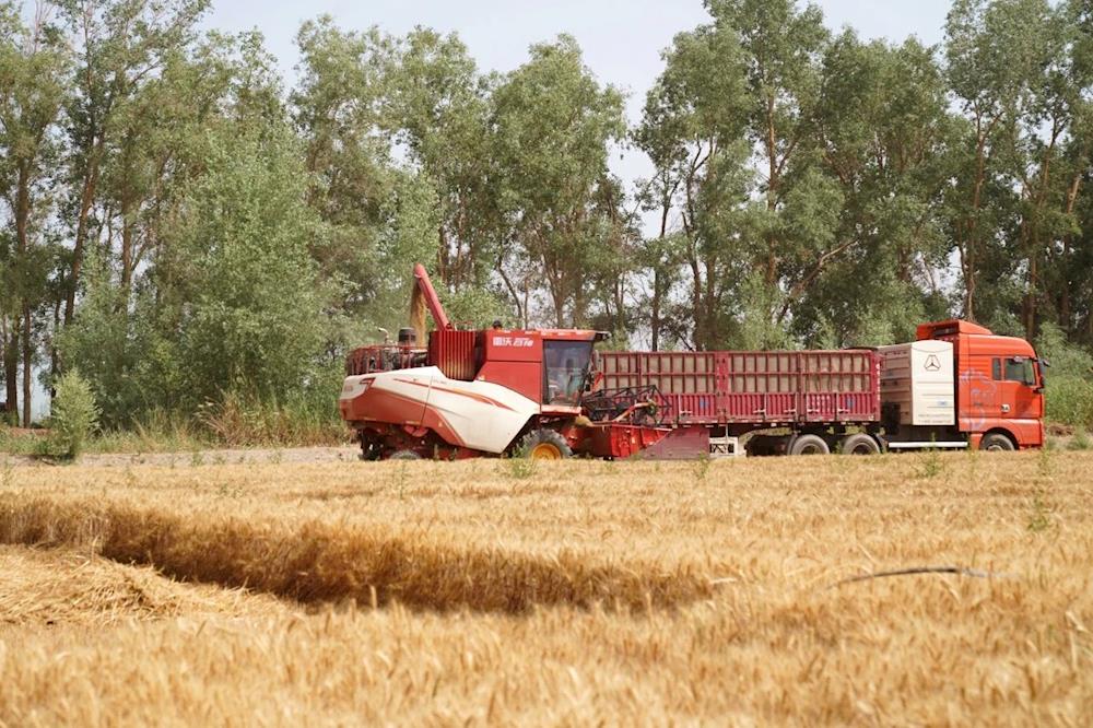 糧食安全 | 筑牢糧食安全“壓艙石” 端牢增收致富“金飯碗”