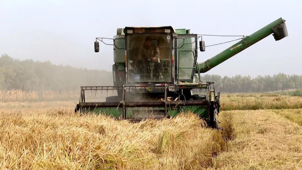 一團(tuán)2.59萬(wàn)畝水稻有序收割 確保顆粒歸倉(cāng)