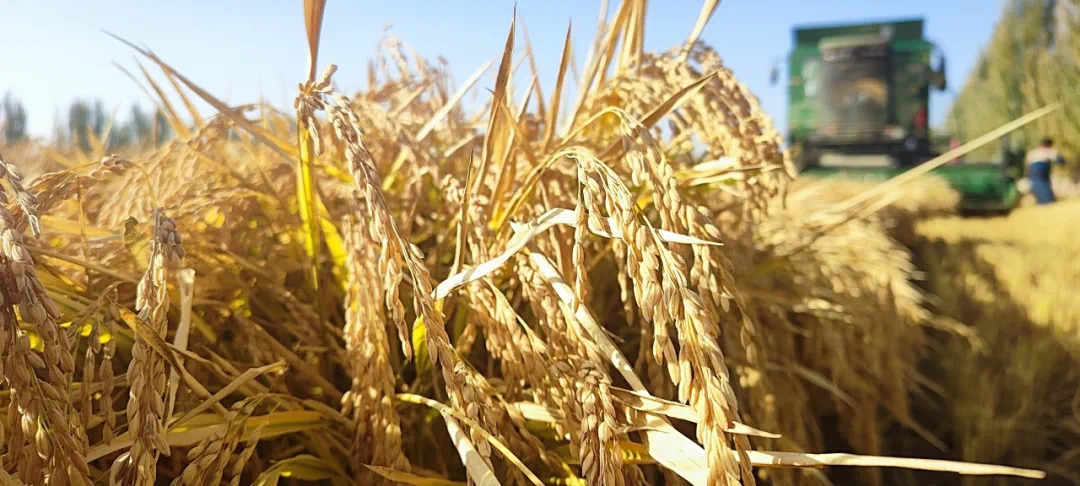 八團(tuán)11連2千余畝水稻喜迎豐收