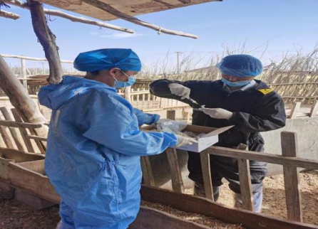 二團(tuán)扎實(shí)開(kāi)展秋冬季動(dòng)物疫病檢測(cè)采樣工作