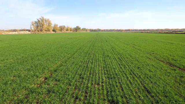 一團5.72萬畝冬小麥長勢喜人 確保糧食安全
