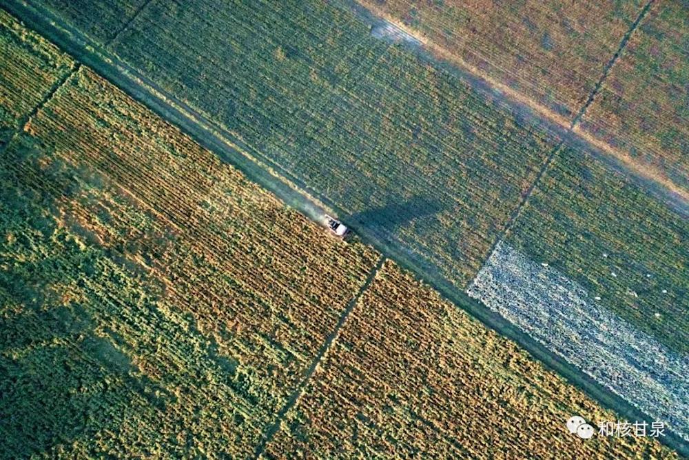 鄉村振興丨谷子飄香迎豐收 谷穗彎彎促振興
