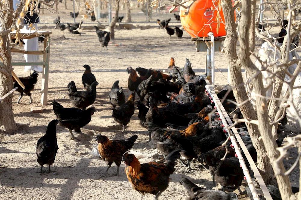 鄉村振興丨綠色養殖 多方助力 譜好產業發展“進行曲”