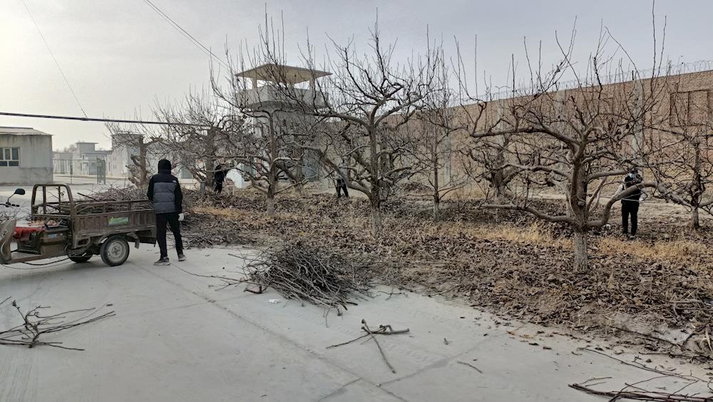 創城動態 | 綠化養護不停歇 溫暖過冬靚“顏值”