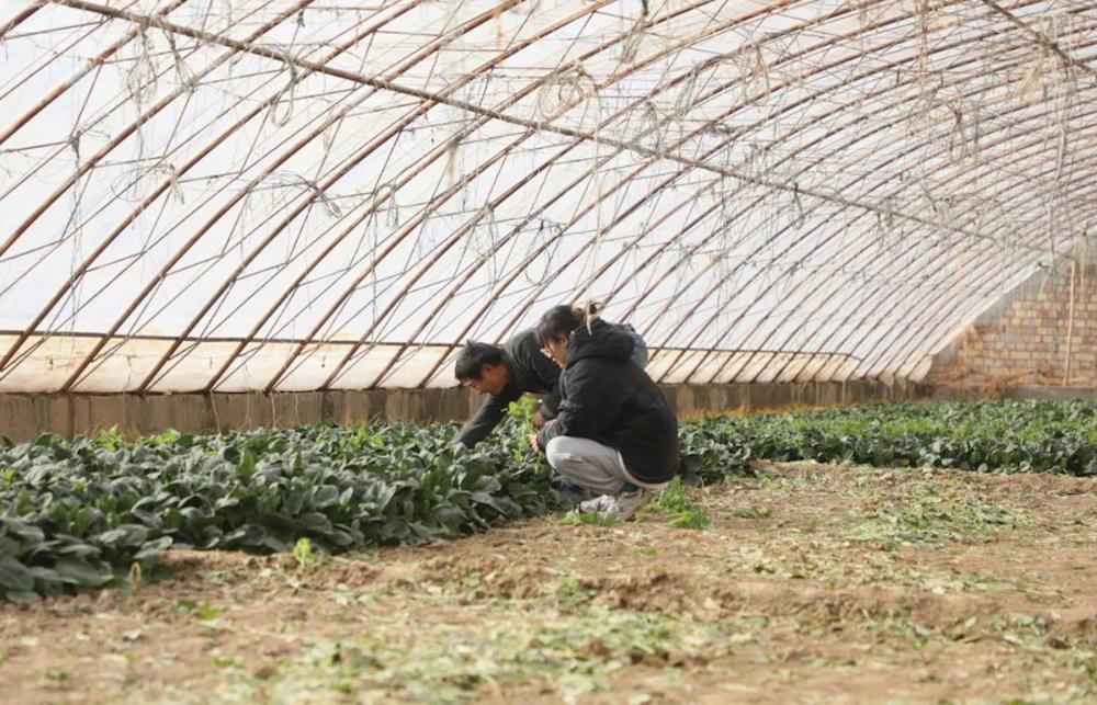 蔬菜大棚綠意濃 豐富百姓“菜籃子”