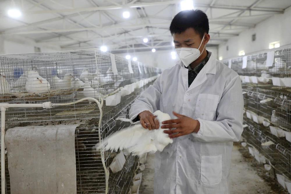 沙漠旁的養(yǎng)鴿日記：00后退役軍人李鈺龍的“鴿”界新篇章