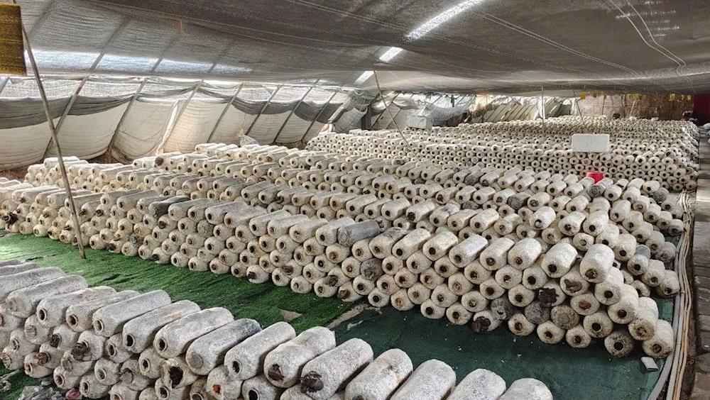 鄉村振興看十團 | 十團昌安鎮：大棚蔬菜走俏 市場銷售不愁