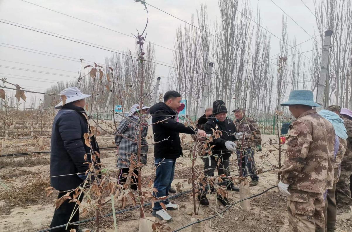 聚天紅果業發展高效林果  帶動就業致富