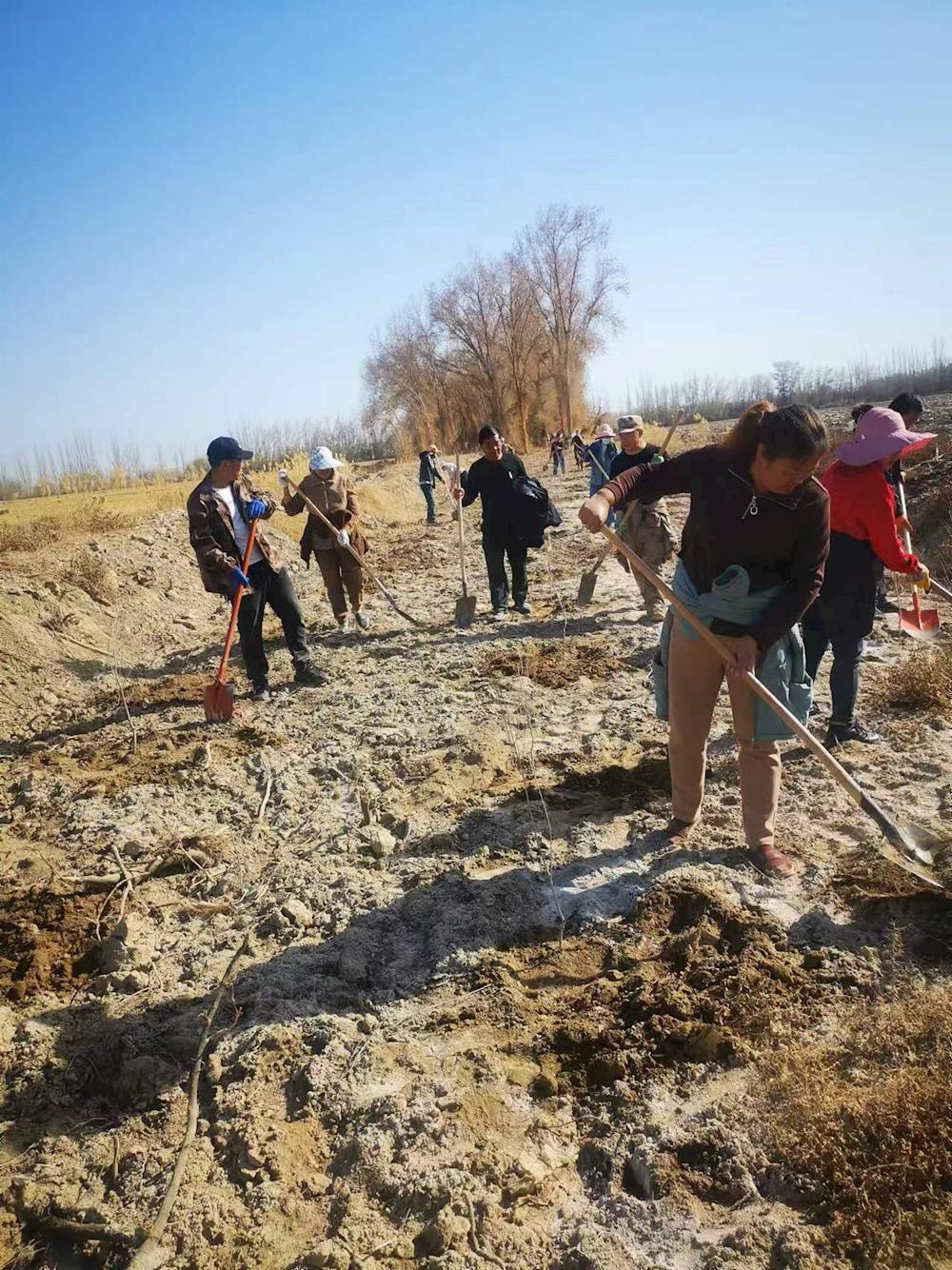 【“植”此青綠，不負春光】十二團各單位開展義務植樹活動