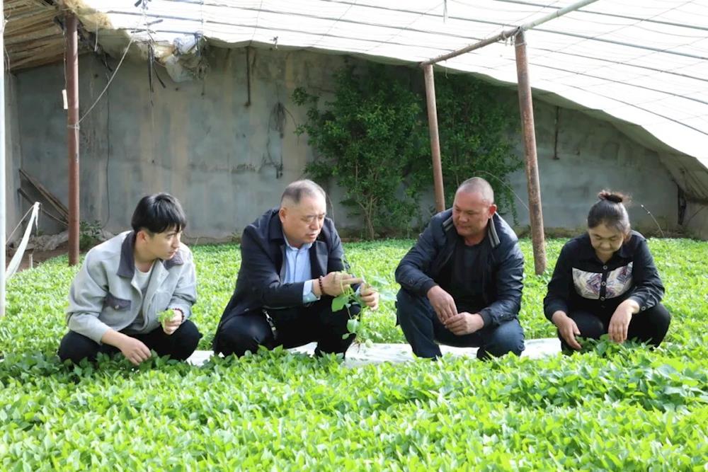 一團庭院經濟：拓寬群眾增收新動力