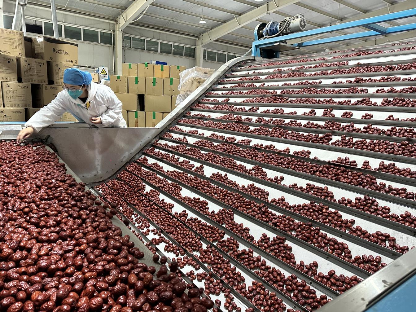 聚天紅果業(yè)：紅棗加工季圓滿落幕  品質(zhì)卓越贏市場