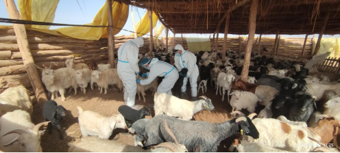 二團扎實開展牛羊布魯氏菌病防疫工作
