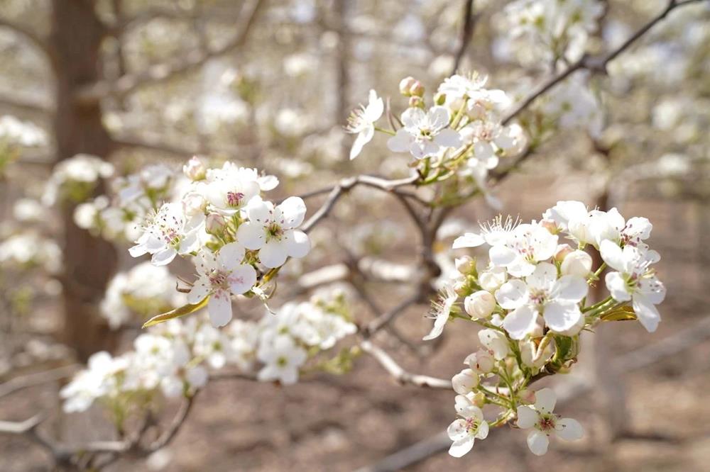 在希望的田野上 | 梨花香～春日授粉忙 增產有保障
