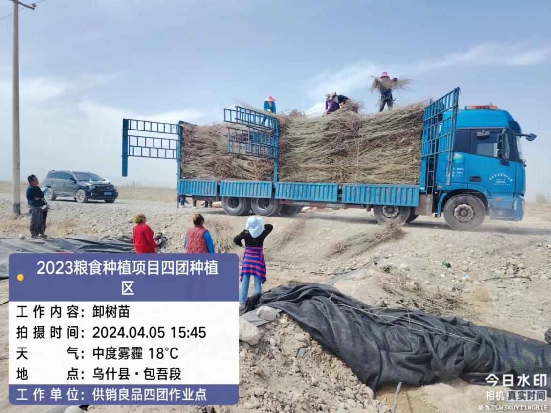 供銷良品公司四團(tuán)復(fù)墾地白沙甜大果沙棗苗木種植進(jìn)展順利
