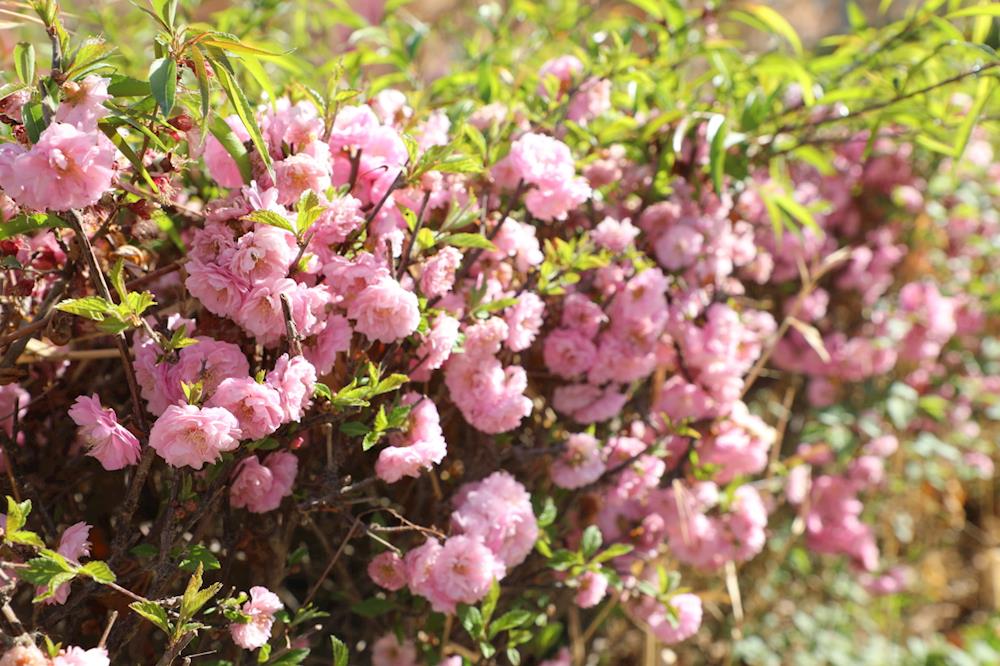 不負春日好時光 補植補栽發新“枝”