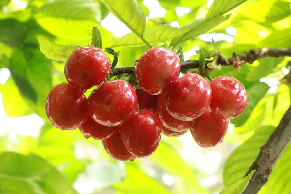 “沙漠櫻桃”甜如蜜 成熟采摘銷售忙