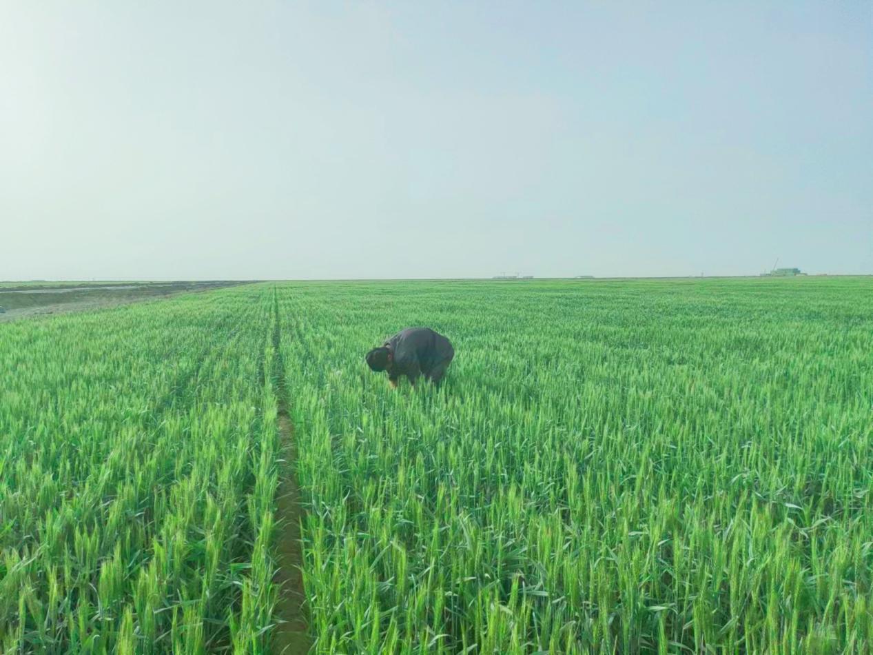 棉麻公司開展“一噴三防”作業   助力夏糧豐產豐收