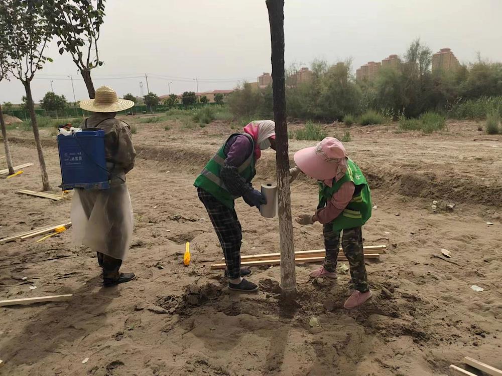 開展小蠹蟲專項防治　促進苗木健康生長