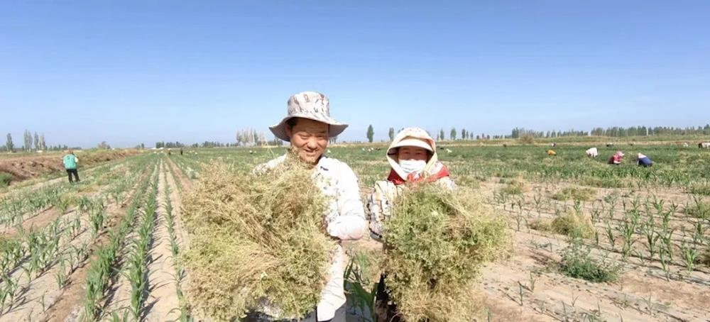 鄉村振興 | 茴香迎來收獲季，助力職工致富路