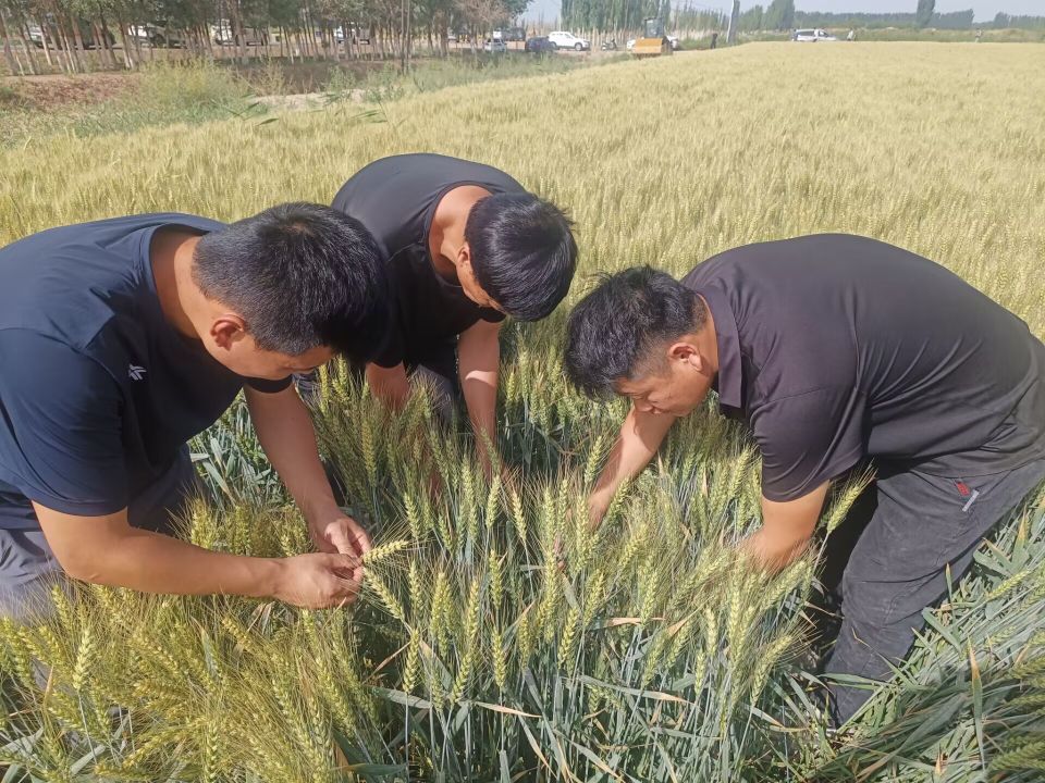 五團(tuán)沙河鎮(zhèn)召開(kāi)小麥測(cè)產(chǎn)培訓(xùn)現(xiàn)場(chǎng)會(huì)