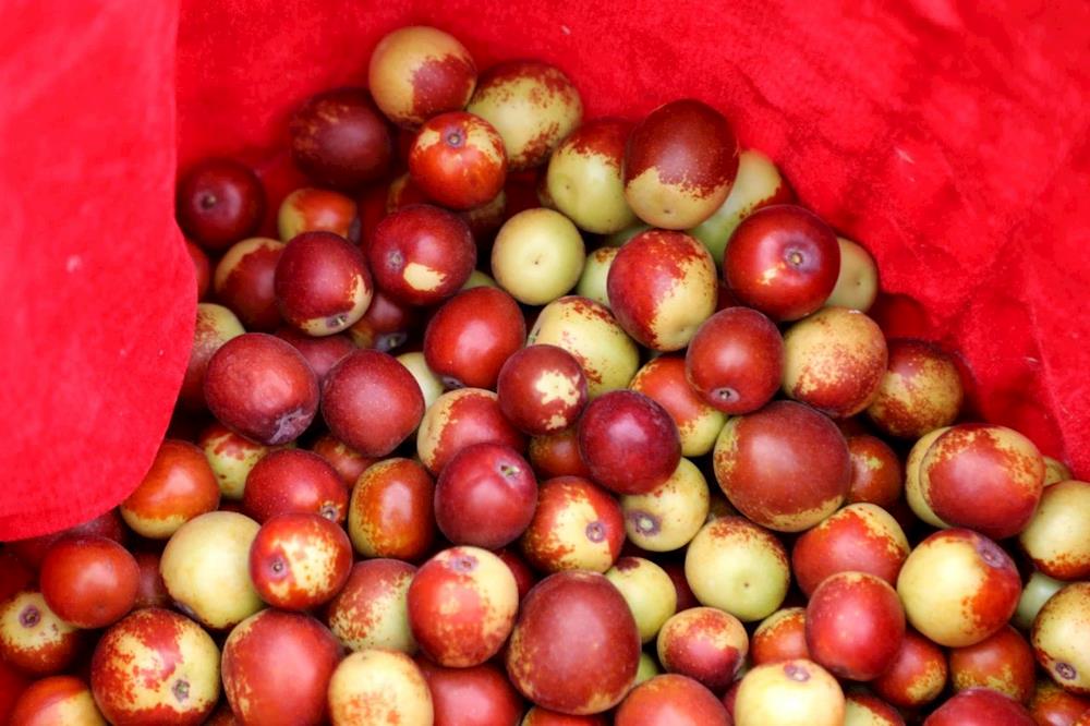 高質量發(fā)展丨“熱辣滾燙”的冬棗搶占致富“鮮”機