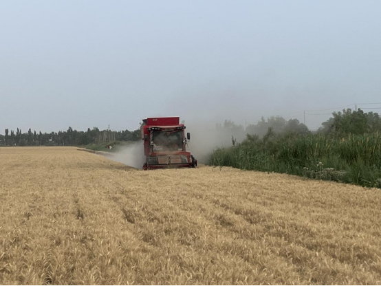 二團(tuán)3.6萬畝冬小麥大規(guī)模機(jī)收全面展開