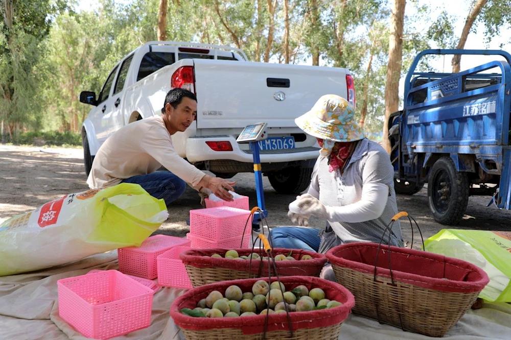 在希望的田野上丨“味帝”壓枝果飄香 成熟采摘銷售忙