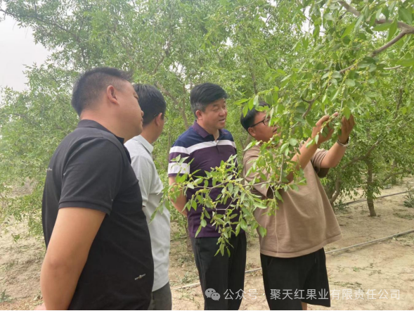 聚天紅果業：積極洽談農業訂單 切實保障職工利益