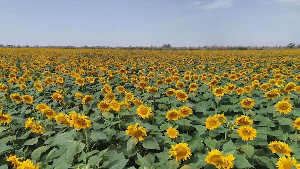 一團(tuán)2.8萬畝食葵競相開放，長勢喜人