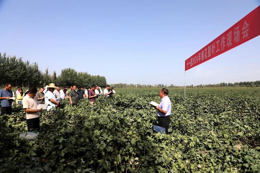 十一團(tuán)召開2024年棉花脫葉工作現(xiàn)場會(huì)