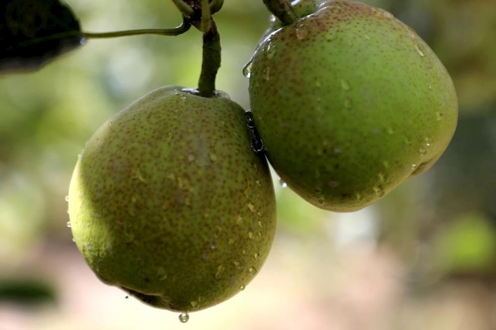 在希望的田野｜金秋碩果 豐收在望