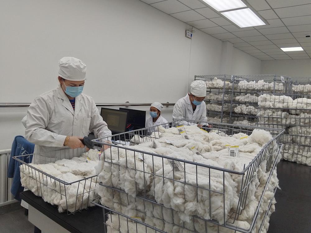 中國棉花公證檢驗阿拉爾實驗室2024-2025年度棉花公檢工作正式開始