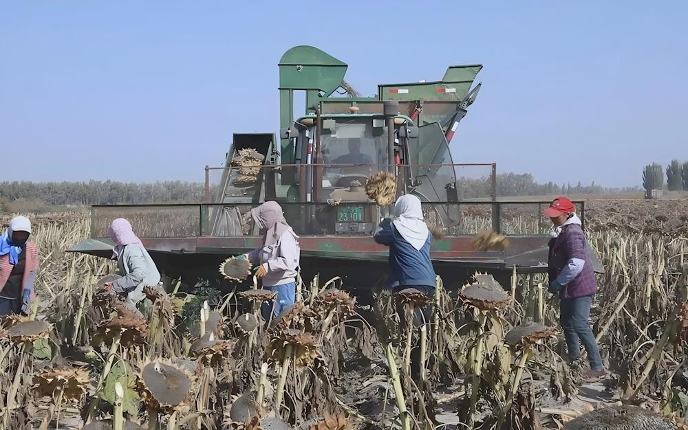 一團(tuán)金銀川鎮(zhèn)2.8萬(wàn)畝食葵忙收割 繪出收獲好“豐”景