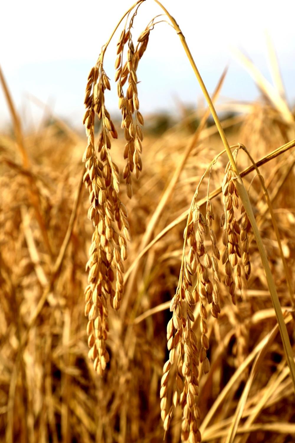 正值稻谷豐收季，滿田金黃入畫來