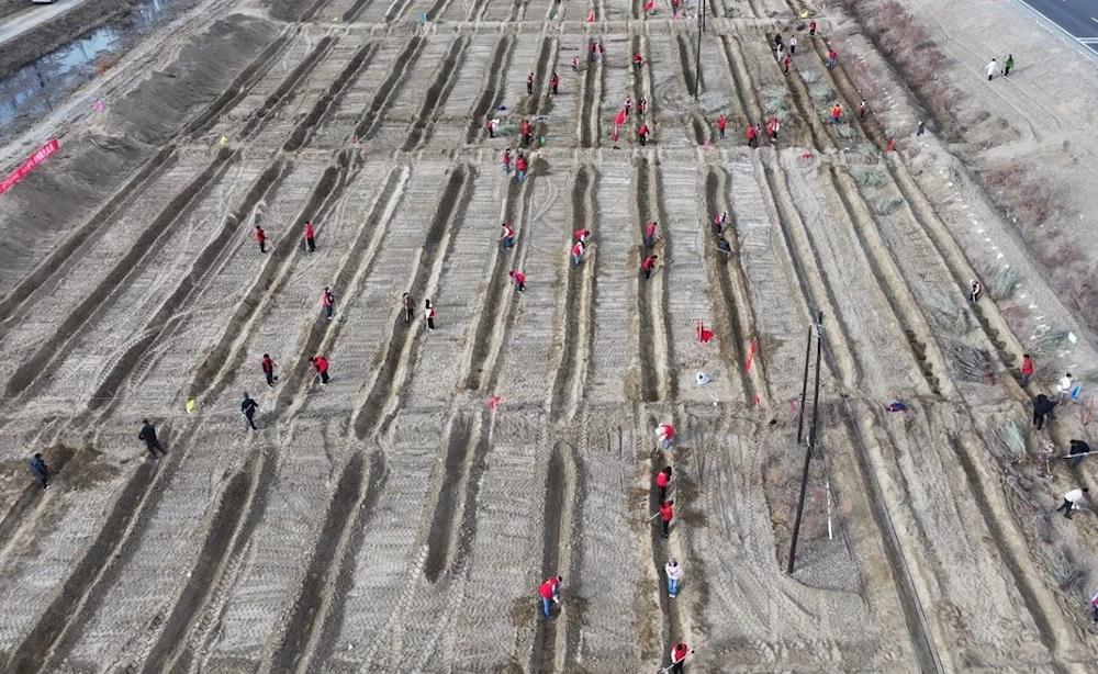 植下一片希望  共筑綠色屏障