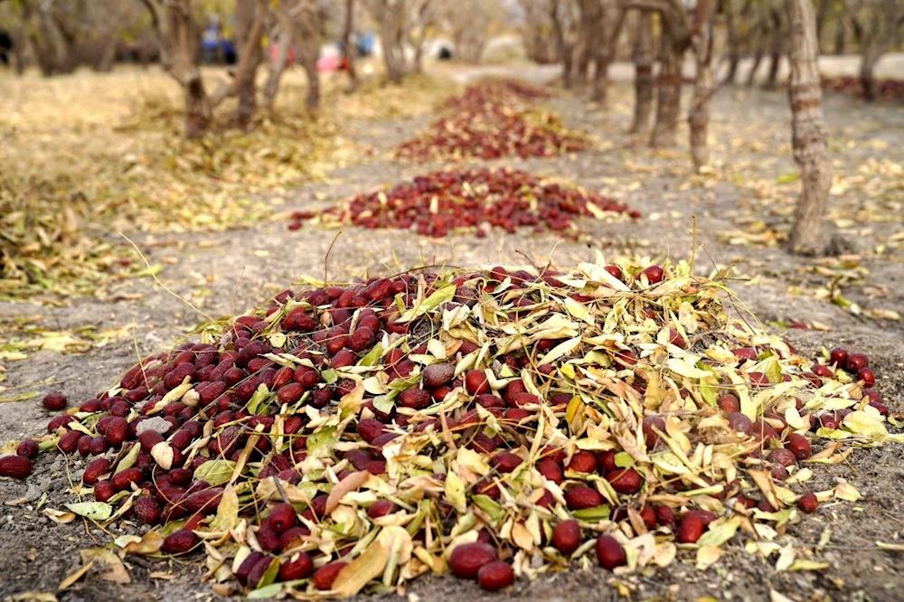 紅棗產業鏈蓬勃發展，創新驅動實現增收新飛躍