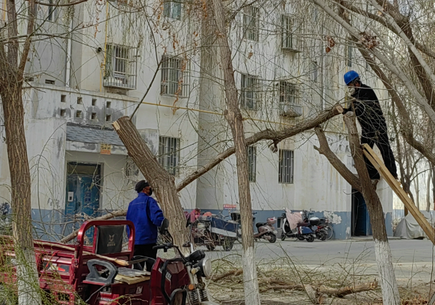 濱水社區“修剪煩心事”：12棵大樹完成“美容” 80余戶居民告別采光困擾