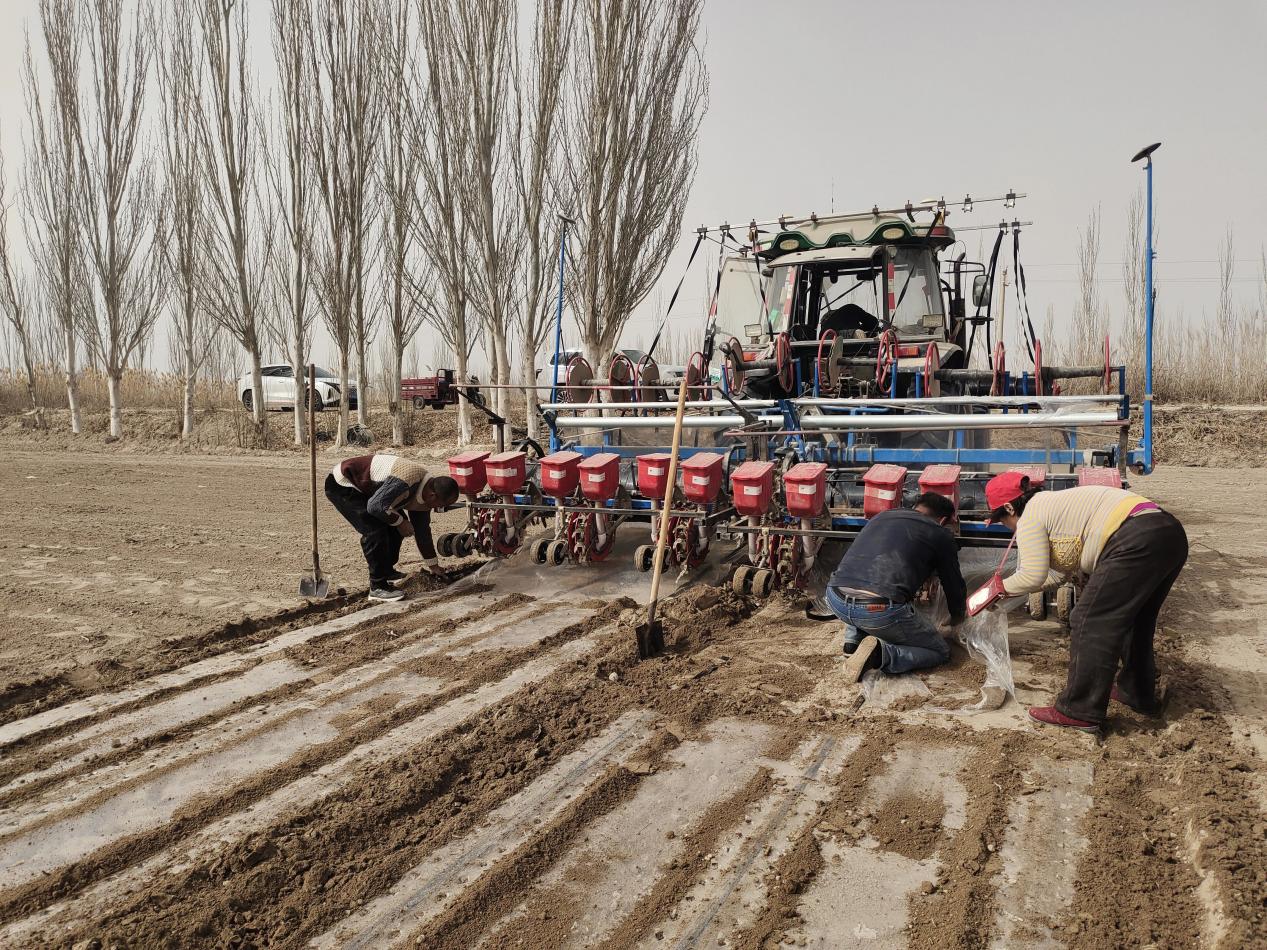八團9連不誤農時 奏響棉花播種樂章