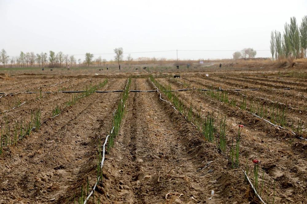 蘆筍破壁黃沙地，特色產業助增收