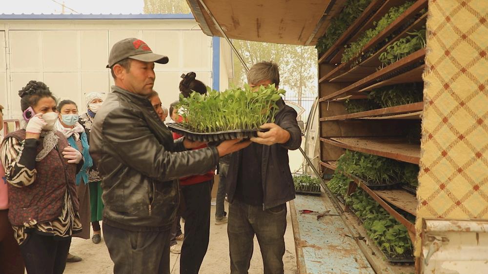 一團26連免費發放萬株果蔬幼苗 助力農民增收