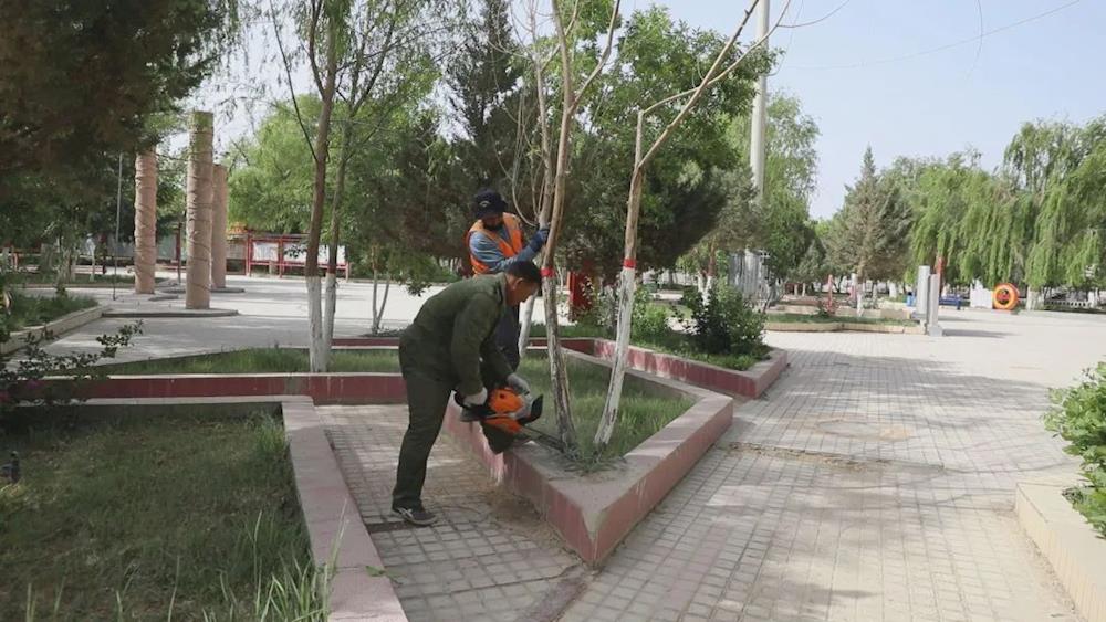 清理樹木枯枝除隱患 團鎮(zhèn)環(huán)境煥新顏