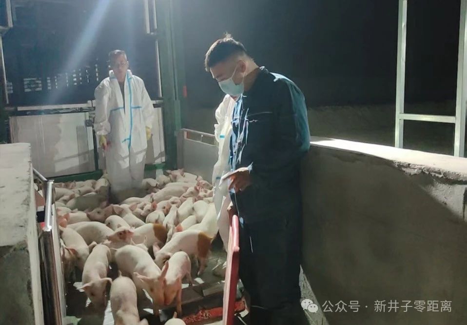 6000頭仔豬“安家”二團