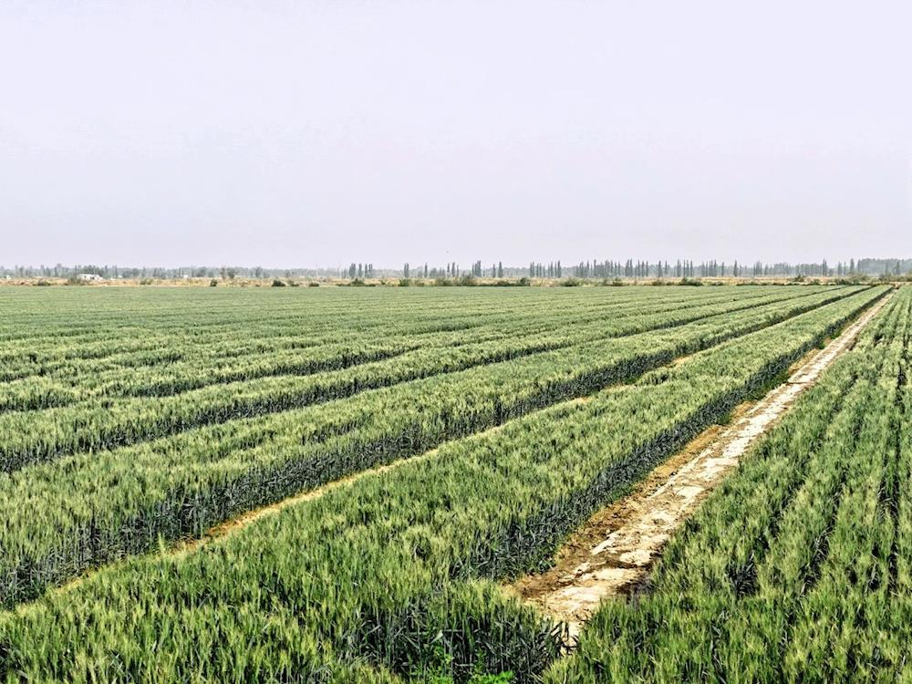 鄉(xiāng)村行·看振興丨麥田里長出“軟黃金”，套種模式開啟雙收密碼