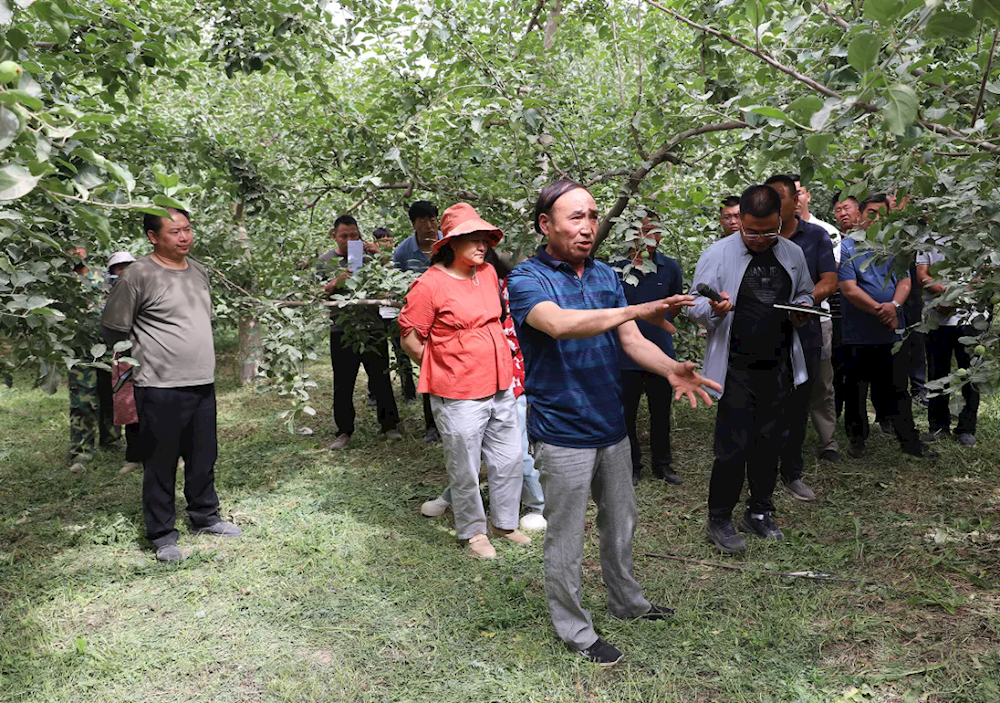 鄉村行 看振興 | 五團召開蘋果樹夏季修剪現場會
